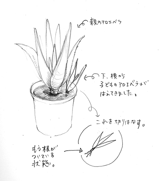 緑のゆび になってみたいno 1 アロエベラ Creatorsblog タクトシステム株式会社 緑のゆび になってみたいno 1 アロエベラ Creatorsblog タクトシステム株式会社