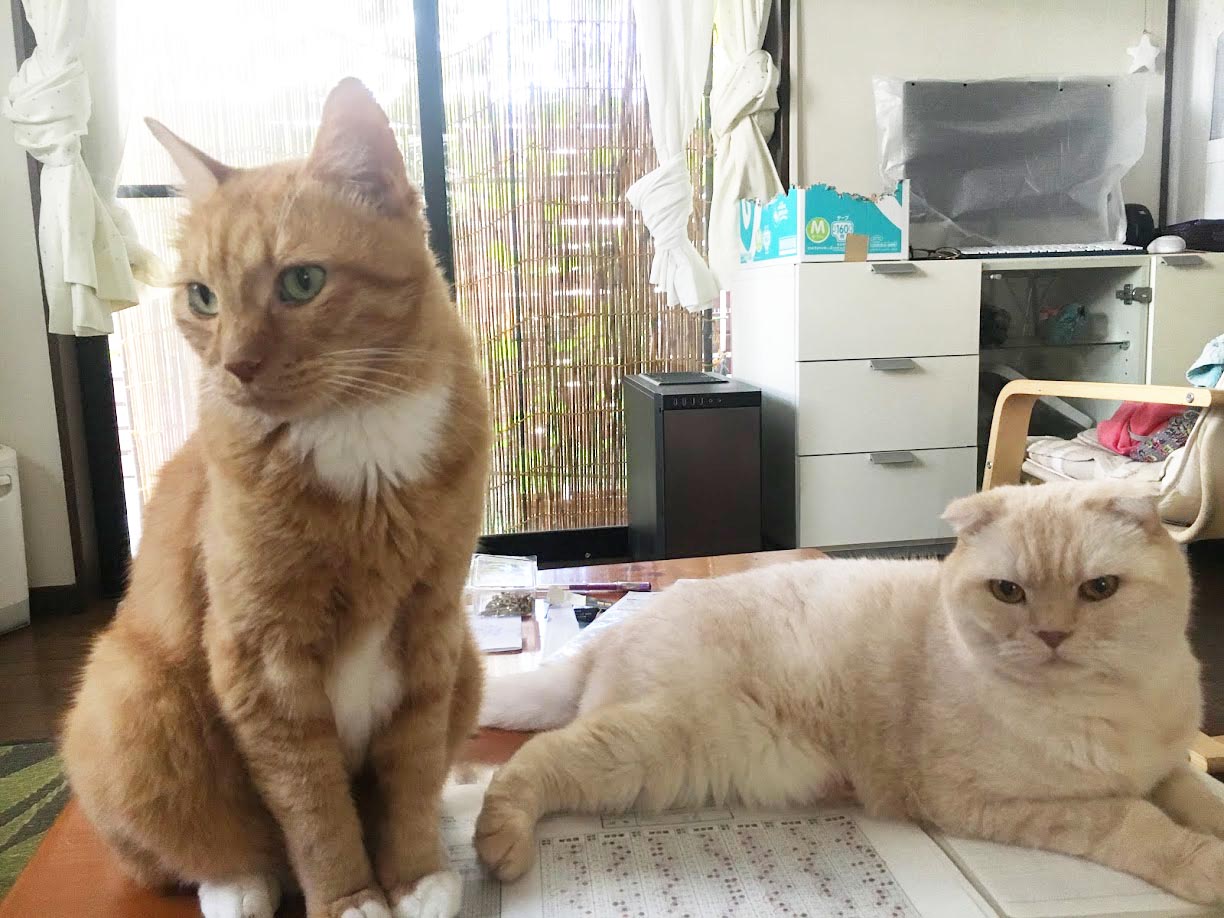 猫にじゃまされる