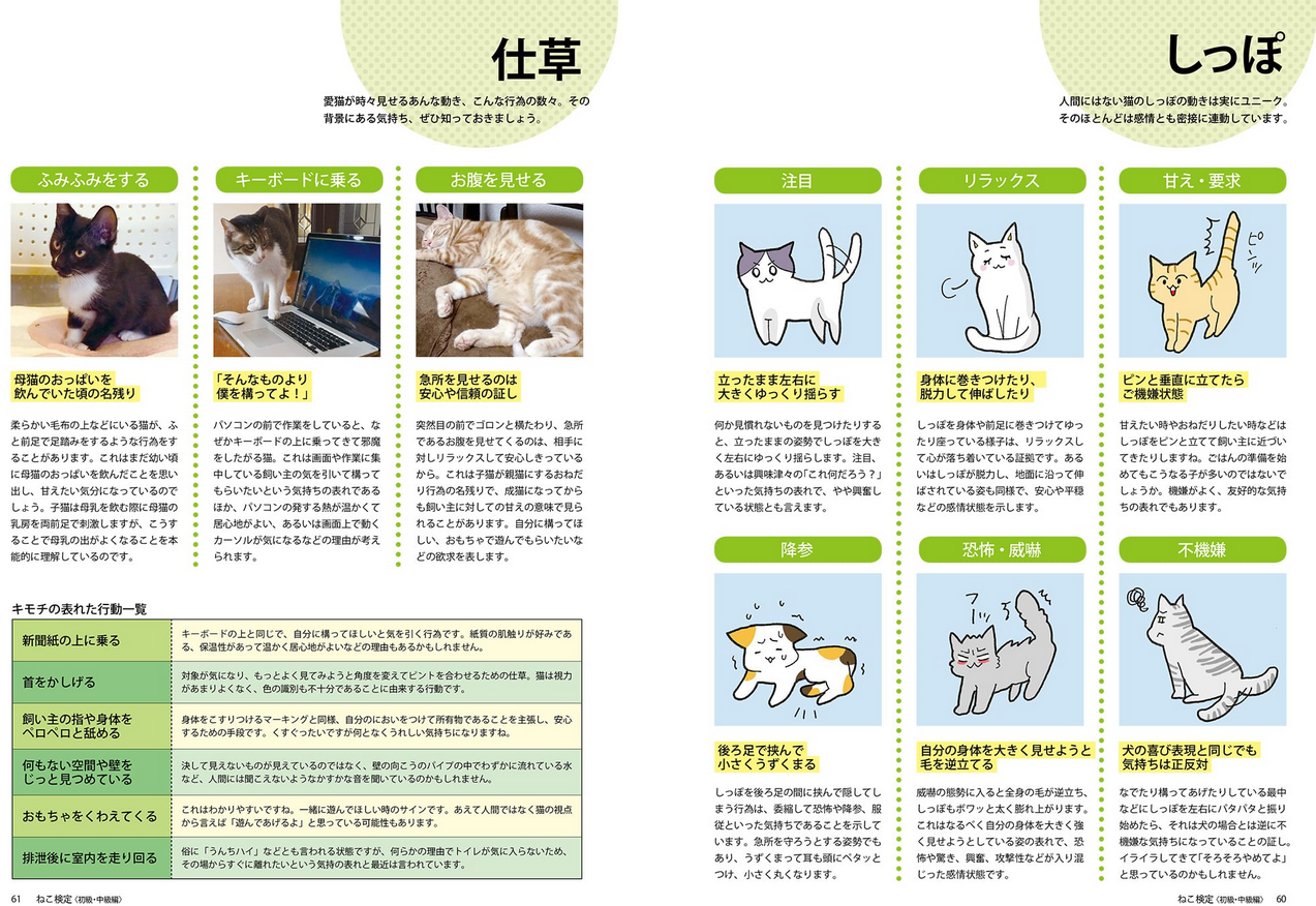 ねこ検定を受けて思ったこと 変化したこと Creatorsblog タクトシステム株式会社