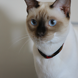 白いシャム猫（a white siamese cat）