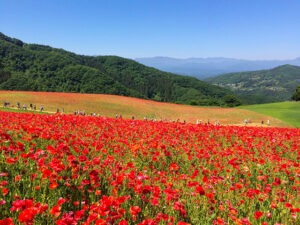 花畑の画像